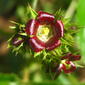 Jatropha gossypiifolia - female flower