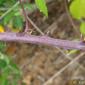 Amoras-silvestres // Elmleaf Blackberry (Rubus ulmifolius)