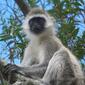 Vervet Monkey, Kenya