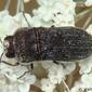 Escaravelho // Metallic Wood-boring Beetle (Acmaeoderella flavofasciata subsp. pilivestis)