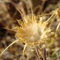 Cardazol (Centaurea ornata)