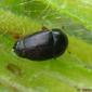Escaravelho // Sap Beetle (Meligethes sp.)