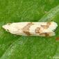 Borboleta Noturna // Moth (Aethes bilbaensis)