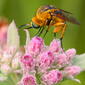 Bee Fly (Bombyliidae, Toxophora leucopyga) on Camphorweed (Pluchea sp.)