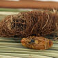 Red Palm Weevil Pupa & Cocoon