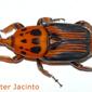 Escaravelho-das-palmeiras // Red Palm Weevil (Rhynchophorus ferrugineus)
