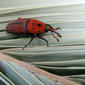 Red Palm Weevil (Picudo Rojo)