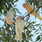 Major Mitchell's Cockatoo (Lophochroa leadbeateri) - Just Hangin'