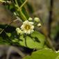 Licania michauxii; Gopher apple flower