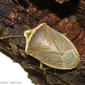Percevejo // Southern Green Stinkbug (Nezara viridula forma torquata)
