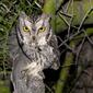 WESTERN SCREECH OWL