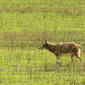 Coyote (Canis latrans) Round Valley Regional Preserve Miwok Trail