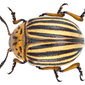 Leptinotarsa decemlineata (Say, 1824)