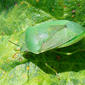 Percevejo // Southern Green Stinkbug (Nezara viridula)