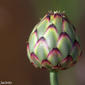 MantissaIca-de-salamanca // Dagger Flower (Mantisalca salmantica)