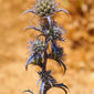 Cardinho-azul (Eryngium dilatatum)