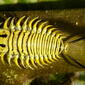 Wild Olive Tortoise Beetle larva, Physonota alutacea