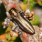 Escaravelho // Jewel Beetle (Agrilus sp.)