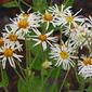 Whitetop Aster AKA Pinebarren Aster (Oclemena reticulata)