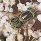 Mosca // Fly (Terellia cf. serratulae), male