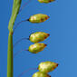 Bole-bole-maior // Big Quakinggrass (Briza maxima)
