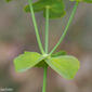 Leiteira-dentada // Serrated Spurge (Euphorbia serrata)