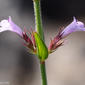 Hissopo-bravo (Micromeria graeca)