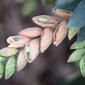 ecosystem/flora/Wild Hops(Flemingia strobilifera)#2