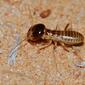 Northern Harvester Termite (Hodotermes mossambicus)