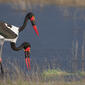 A Saddle-billed Stork pair in early morning light