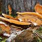 Cogumelos // Mushrooms (Phellinus torulosus)