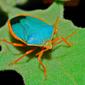 Turquoise Shield Bug (Edessa rufomarginata)