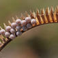 Toothachegrass (Ctenium aromaticum) with Stink Bug (Pentatomidae) eggs