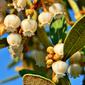 Coastalplain staggerbush (Lyonia fruticosa)