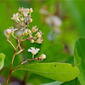 Gopher Apple (Licania michauxii)