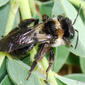 Abelha // Wild Bee (Andrena sp.), female