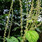 ecosystem/flora/False Nettle(Boehmeria macrophylla)#1
