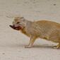 Yellow Mongoose (Cynictis penicillata)