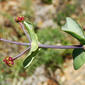 Madressilva-caprina // Common Honeysuckle (Lonicera periclymenum subsp. hispanica)