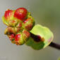 Madressilva-caprina // Common Honeysuckle (Lonicera periclymenum subsp. hispanica)