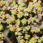 Shrubby Russian Thistle (Salsola vermiculata)