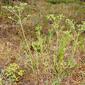 Ésula-das-areias // Geraldton Carnation Weed (Euphorbia terracina)