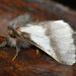 Notodontid Moth (Thaumetopoea apologetica)
