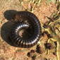 Snake Millipede, Cylindroiulus caeruleocinctus