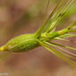 Egilope-dobrada; Trigo-de-perdiz // Ovate Goatgrass (Aegilops geniculata)
