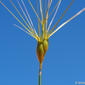 Egilope-dobrada; Trigo-de-perdiz // Ovate Goatgrass (Aegilops geniculata)