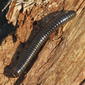 Snake Millipede, Cylindroiulus caeruleocinctus