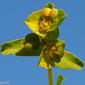 Morganheira-das-praias // Geraldton Carnation Weed (Euphorbia terracina)