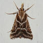 Borboleta Noturna // Moth (Stemmatophora borgialis)