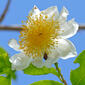 Fried Egg Flower (Oncoba spinosa)